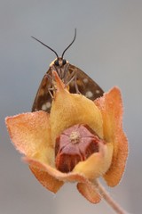 Dysauxes famula