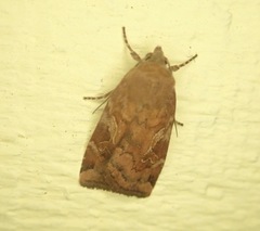 Cryptocala acadiensis