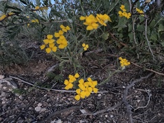 Psilostrophe gnaphalodes