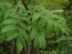 Sorbus aucuparia