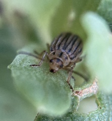 Ophraella notulata