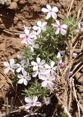 Phlox austromontana