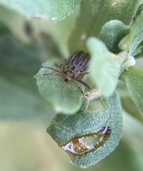 Ophraella notulata