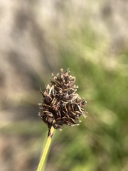 Carex heteroneura