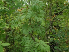 Sorbus aucuparia