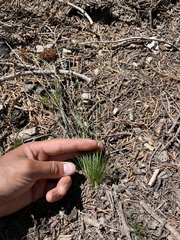 Deschampsia elongata