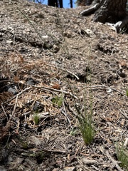 Deschampsia elongata