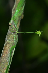 Taeniophyllum complanatum