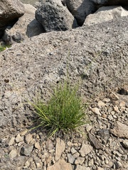 Carex heteroneura