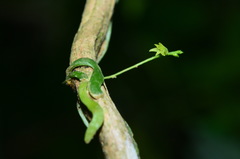 Taeniophyllum complanatum