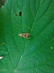 Grapholita tristrigana