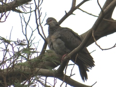 Streptopelia lugens