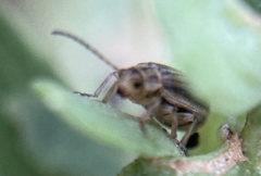 Ophraella notulata