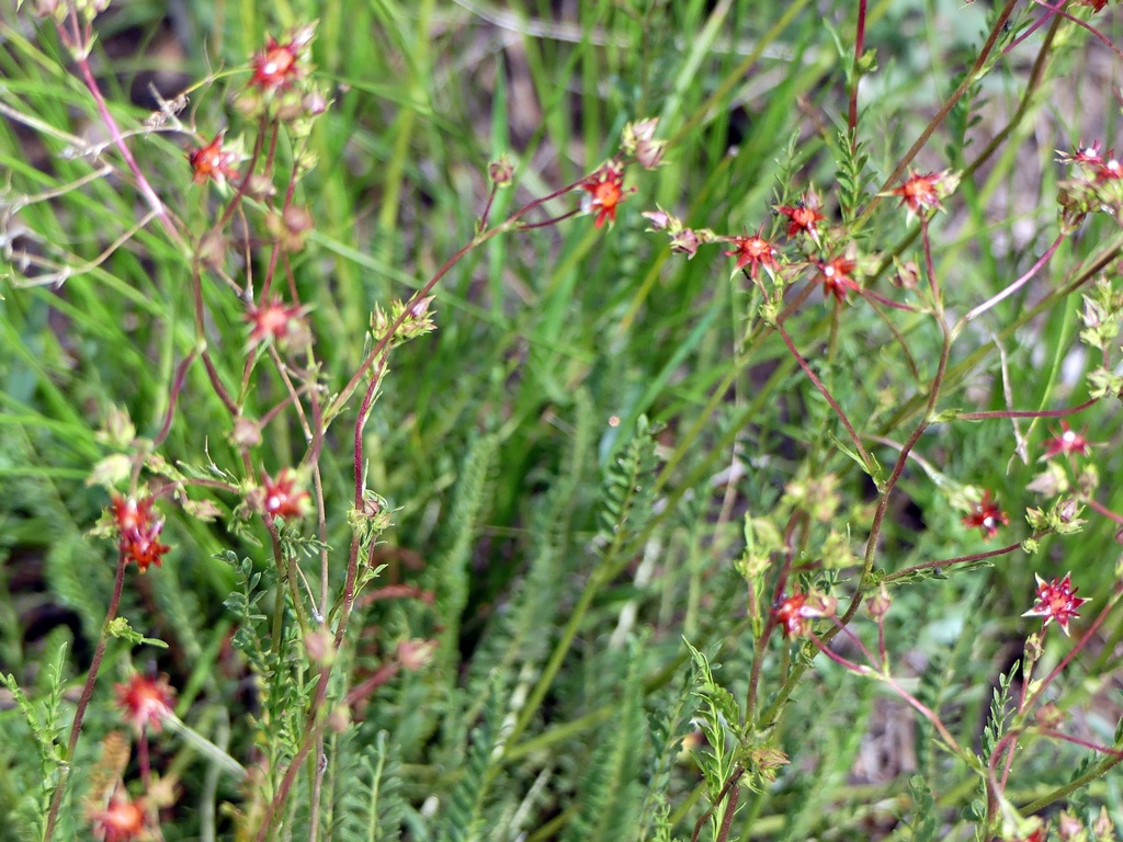 Manyleaf Mousetail
