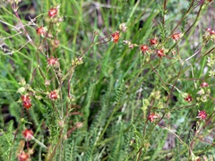 Ivesia multifoliolata