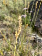 Carex petasata