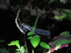 Argia frequentula