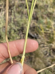Carex petasata