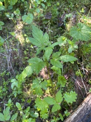 Osmorhiza purpurea