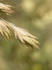 Carex petasata