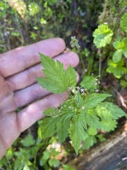 Osmorhiza purpurea