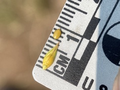 Carex petasata