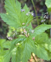 Osmorhiza purpurea