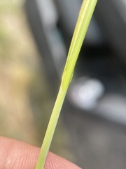Carex petasata