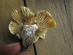 Russula earlei