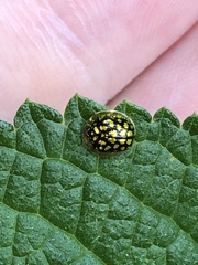 Charidotis auroguttata