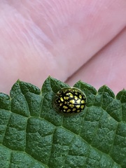 Charidotis auroguttata