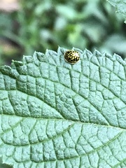 Charidotis auroguttata