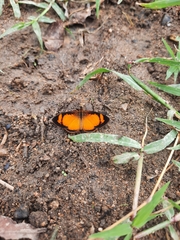 Tegosa anieta