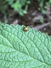 Charidotis auroguttata