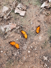 Tegosa anieta