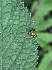 Charidotis auroguttata