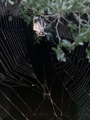 Araneus bicentenarius