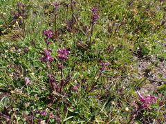 Pedicularis ornithorhynchos