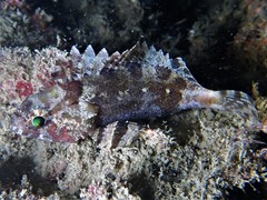 Centrogenys vaigiensis