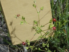 Ivesia multifoliolata