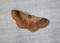 Leptostales ferruminaria