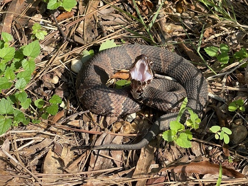 Northern Cottonmouth photographed in Alabama