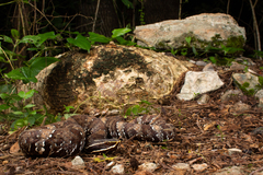 Agkistrodon russeolus