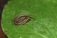 Desmognathus aeneus