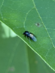 Pterodontia flavipes