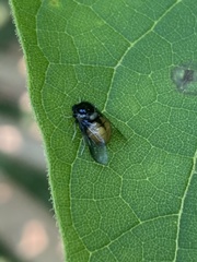 Pterodontia flavipes