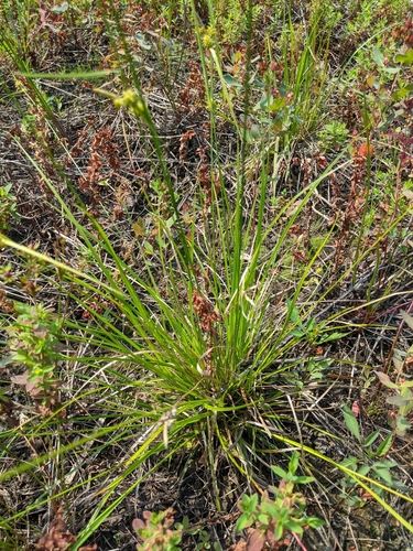Image of Carex cryptolepis by (c) Benoit Renaud, some rights reserved (CC BY)
