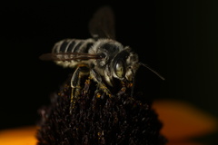 Megachile