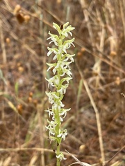 Platanthera yadonii