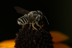 Megachile